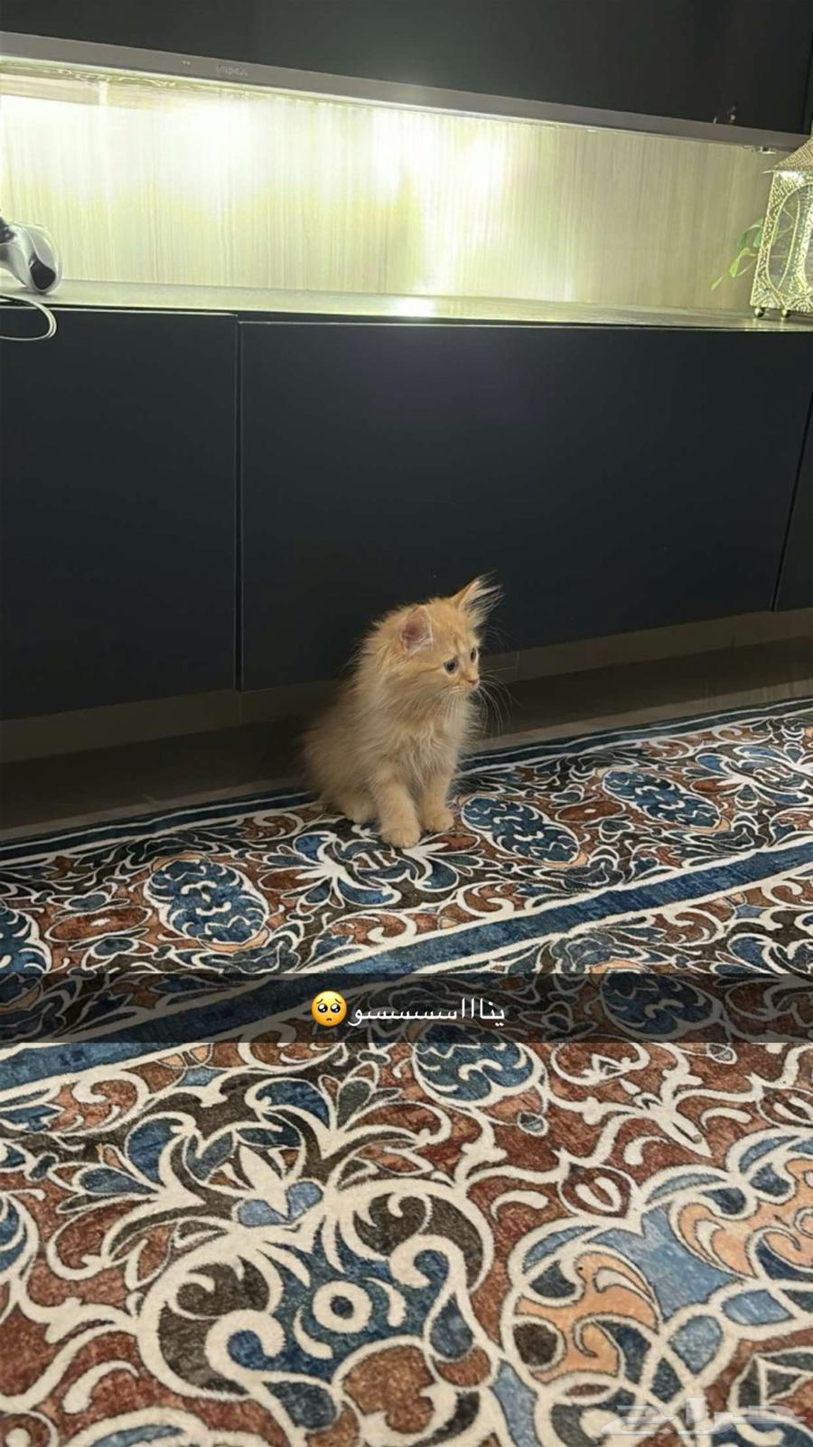 قط للبيع مع جميع اغراضه64452658069251112