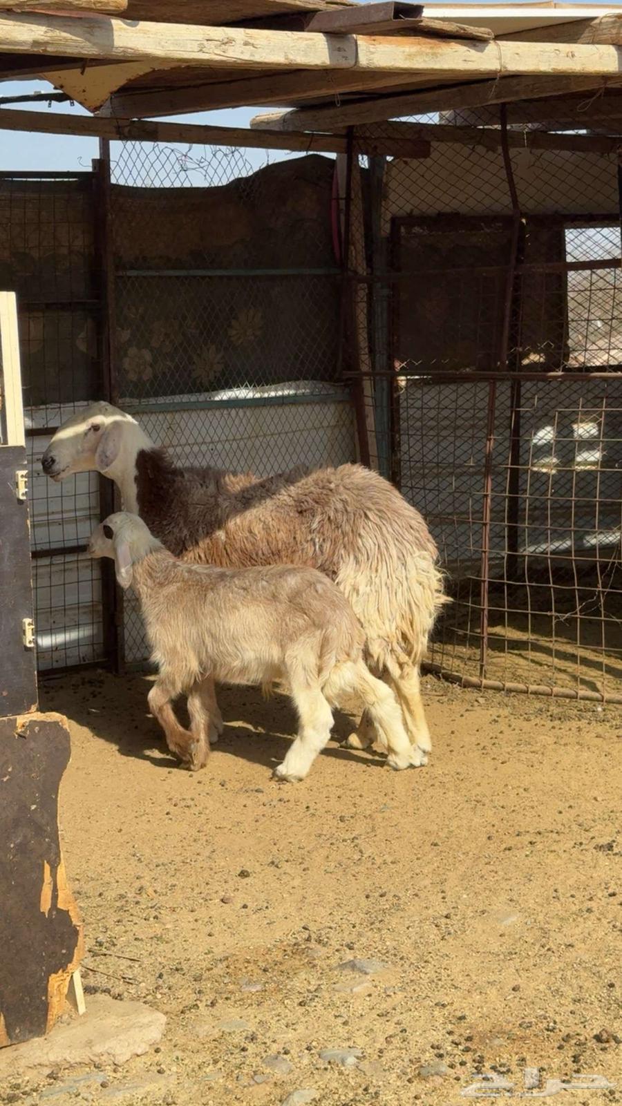 نعجة والد صنف64453120579331114