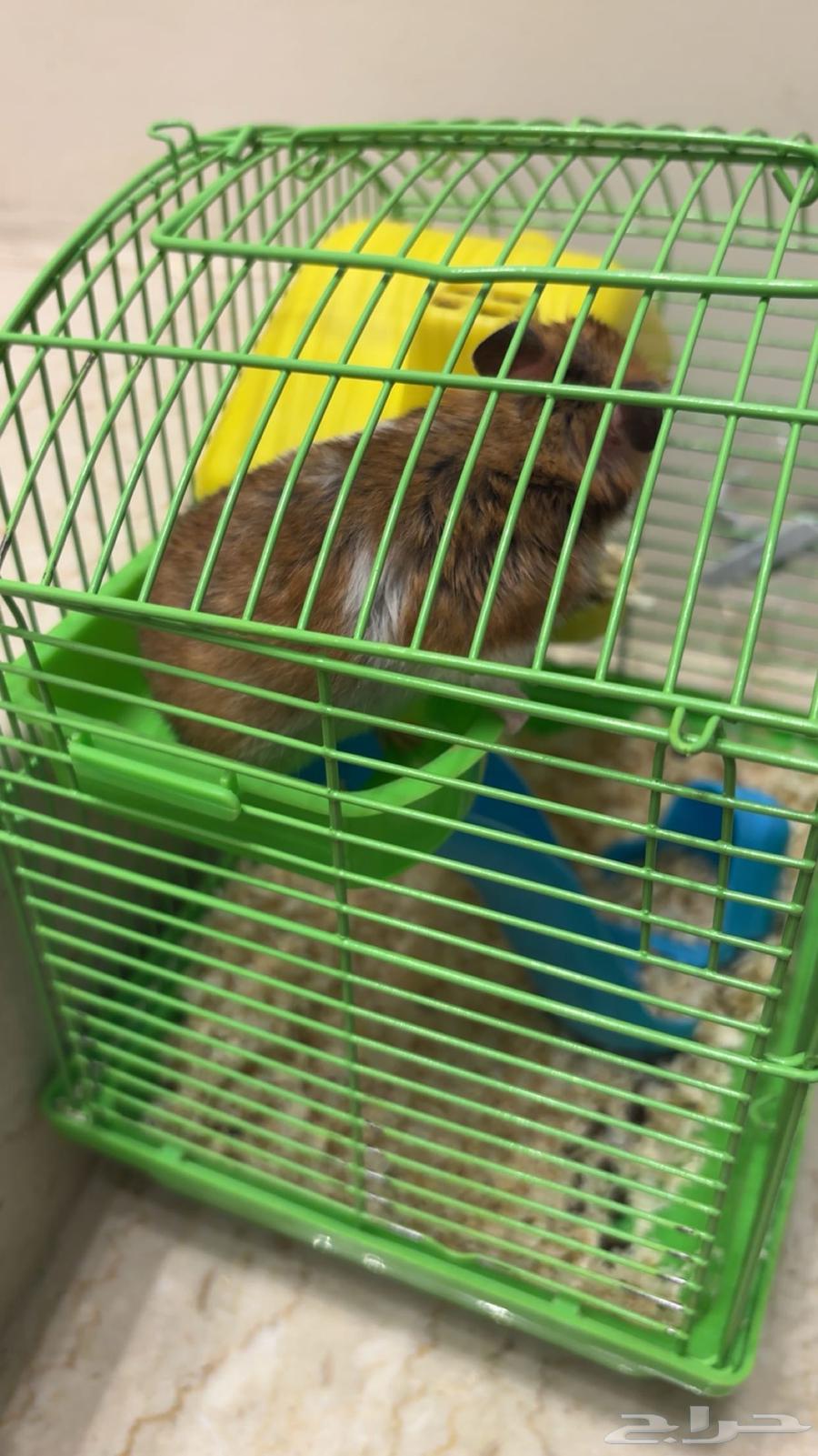 همستر للبيع64456913761666112