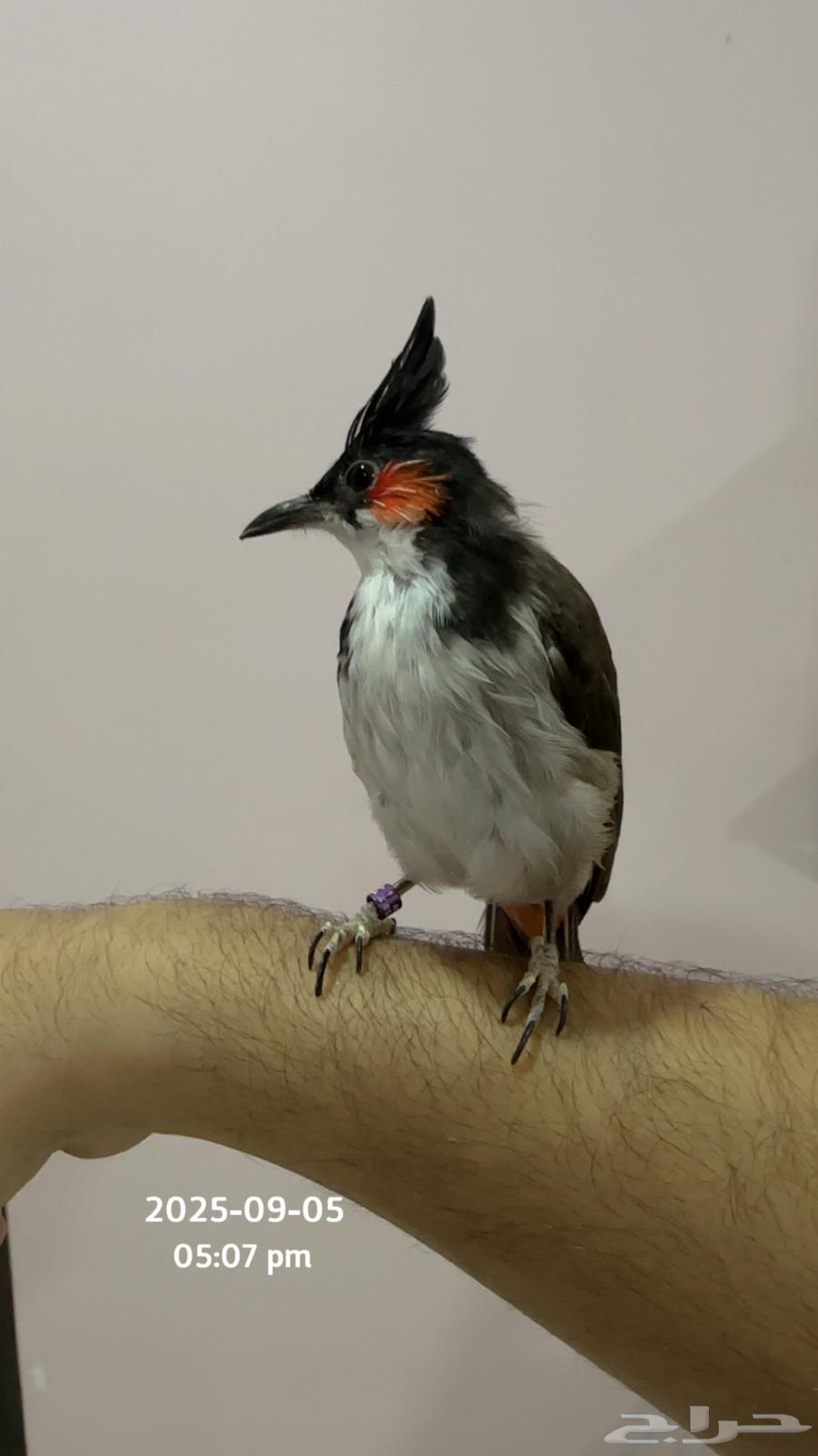 بلبل ماليزي لاوس اليف تم البيع64456379442433110