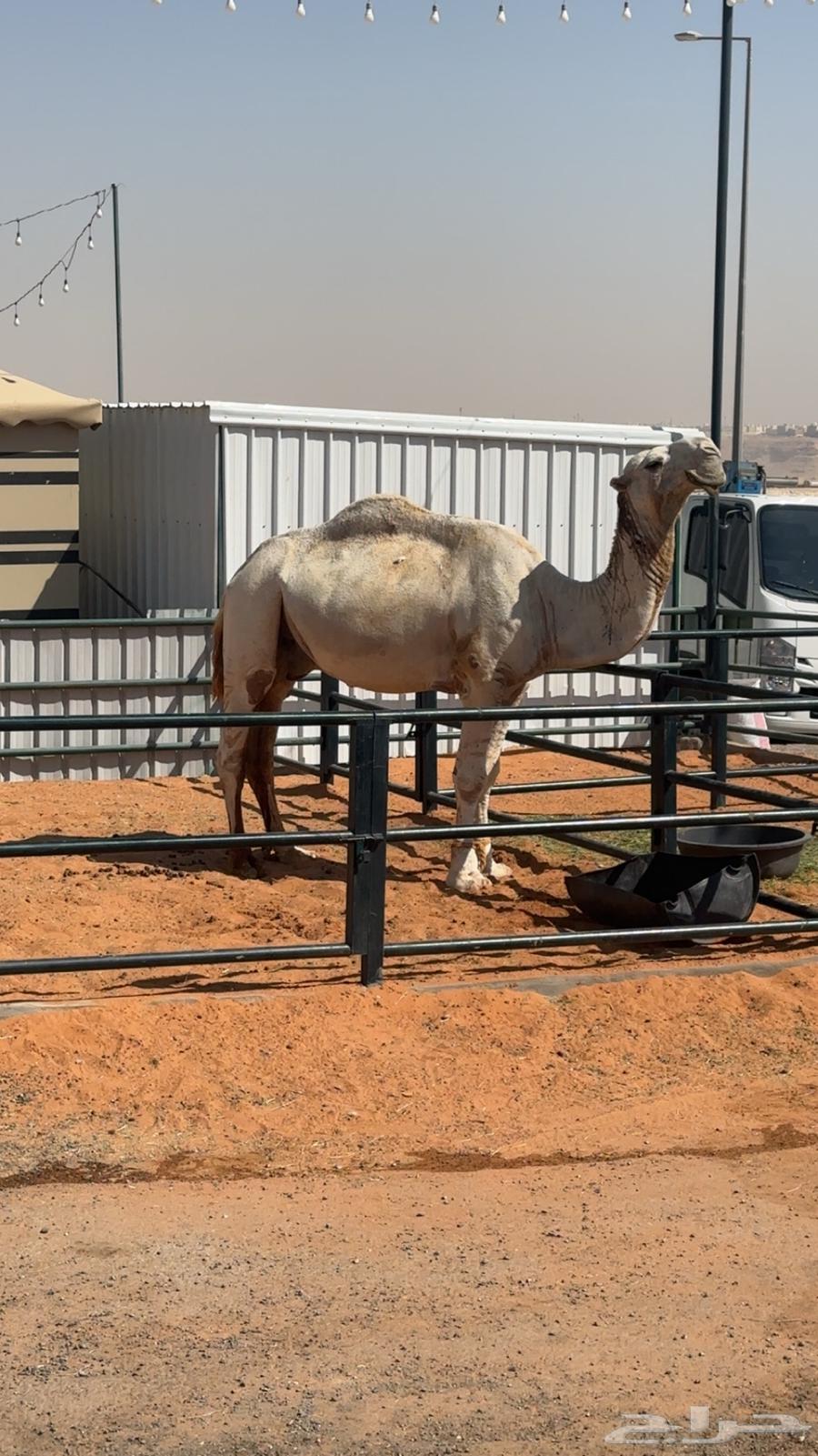 سوق طويق مقر التميز 5064450838591746110