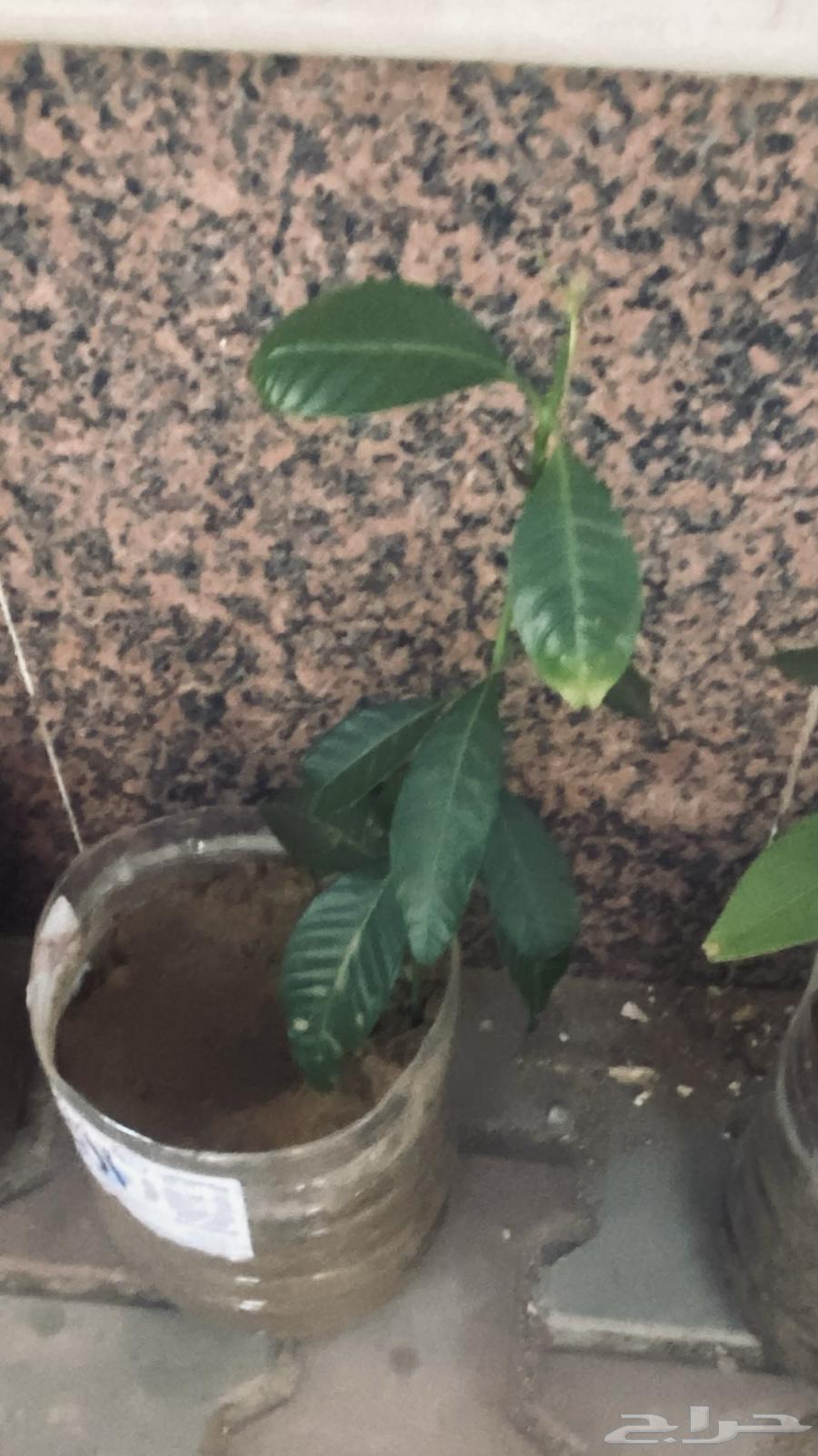 Mango seedlings64451619572099110