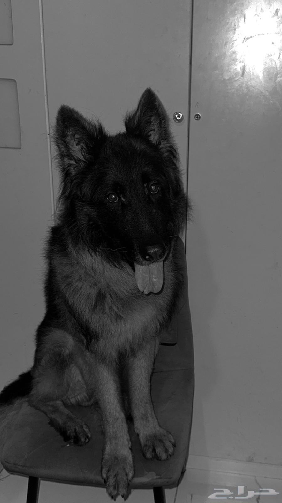 كلب جيرمن شيبرد بيور العمر 4 سنوات للبيع جده64455208786306111