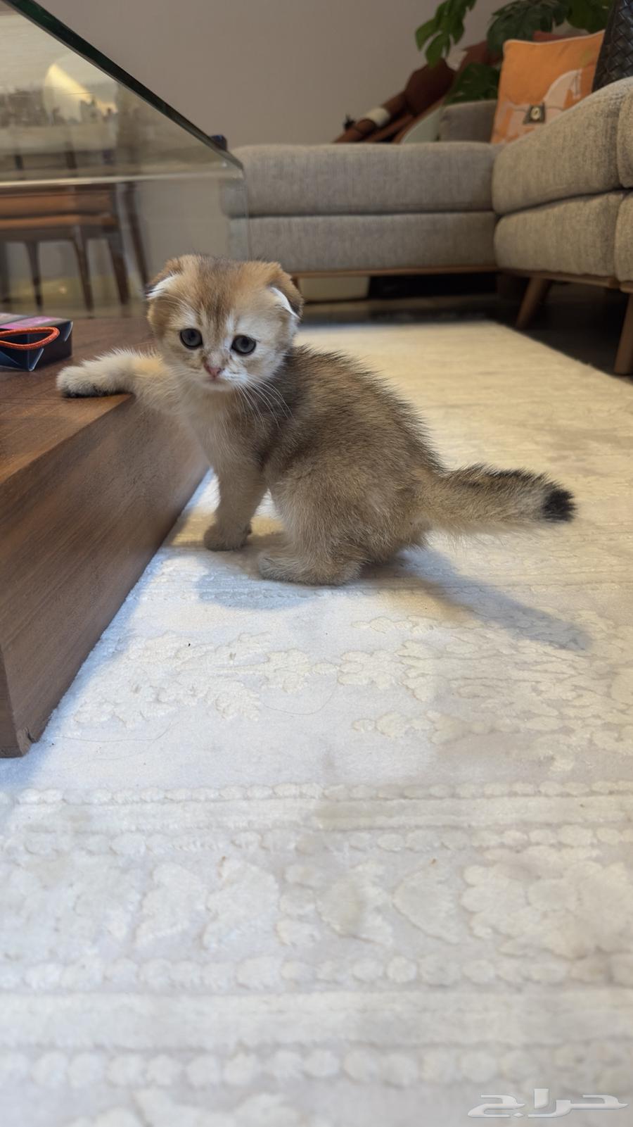 Scotch Double Fold64453806445443111