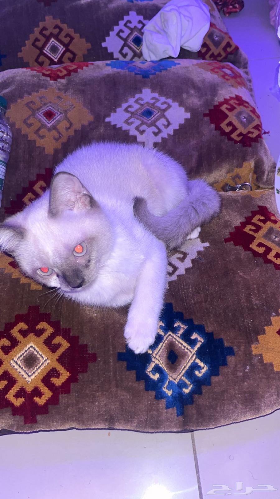 قطط هملايا عمر 3 شهور للبيع64453298001923110