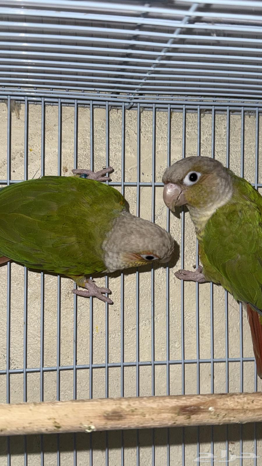 جوز كنيور منتج64450825038467112