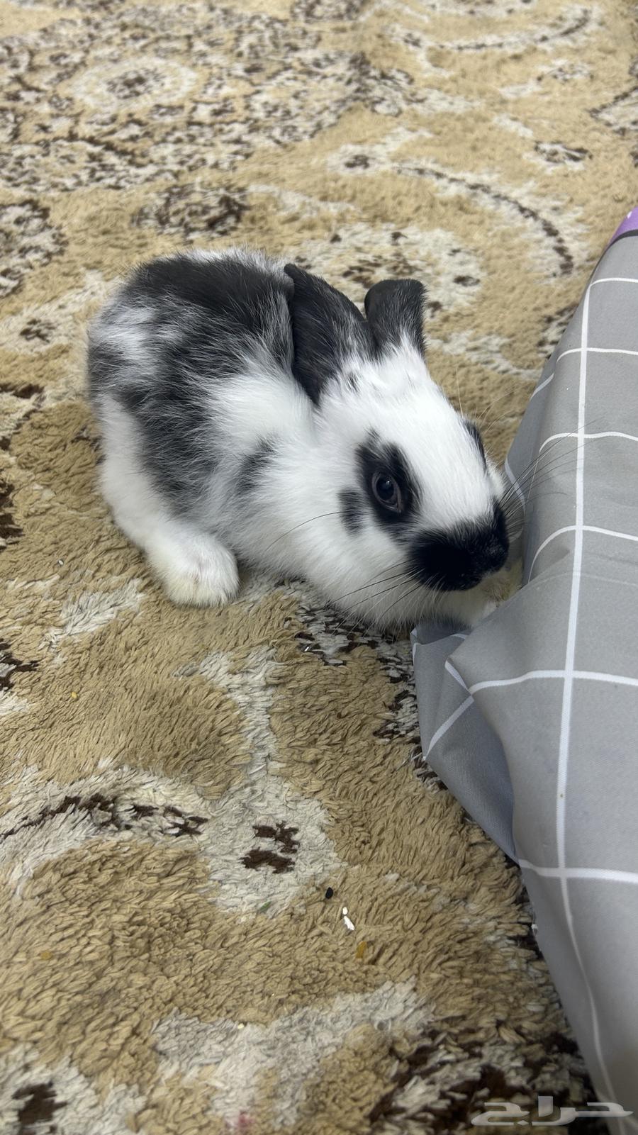 أرنب للبيع انثاء العمر شهرين64457144955777110