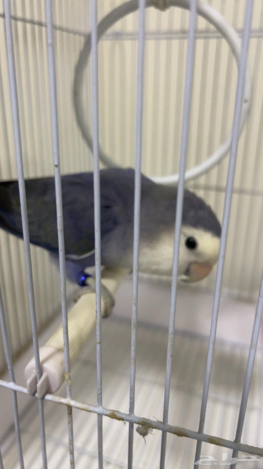 For sale, rose without thorns, no issues, reason for sale is only lack of time64454922638723112