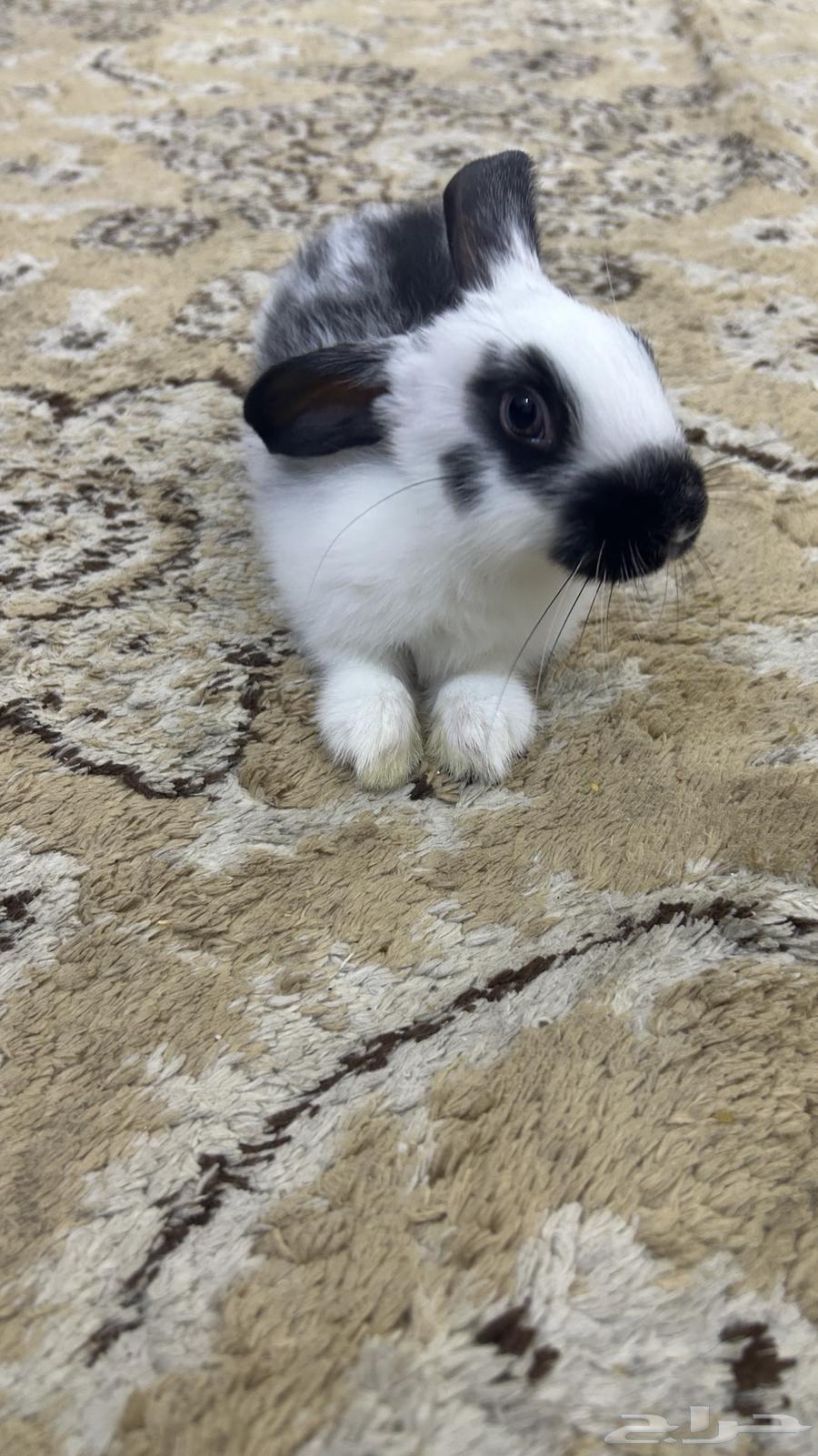 أرنب للبيع انثاء العمر شهرين64457144955777111