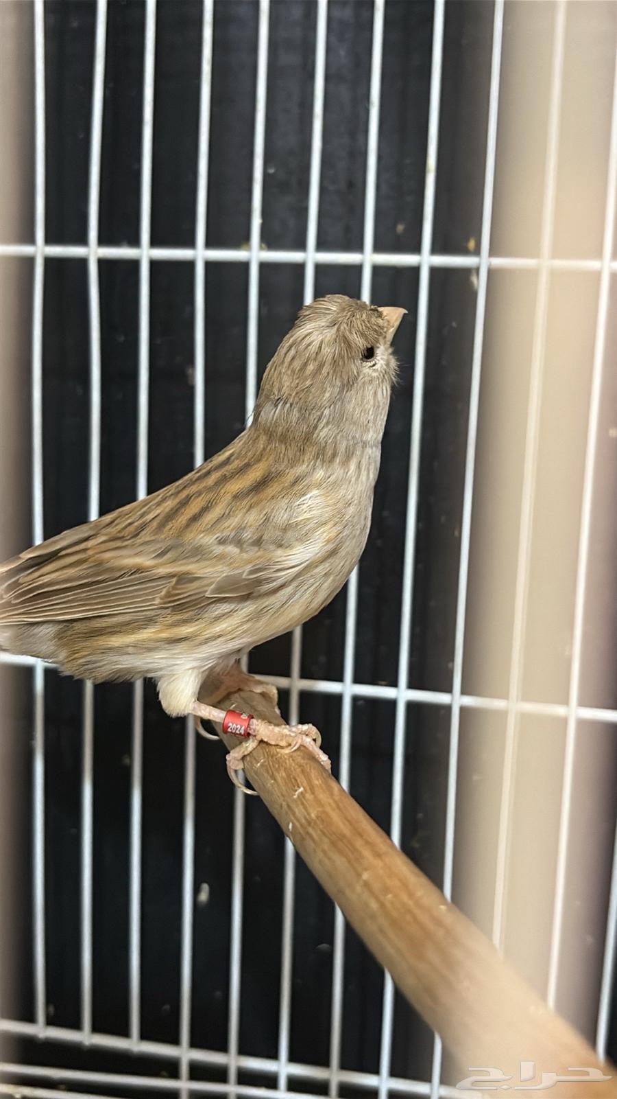 ذكر كناري ايزابيل كرست جاهز (تم البيع)64453875353731112