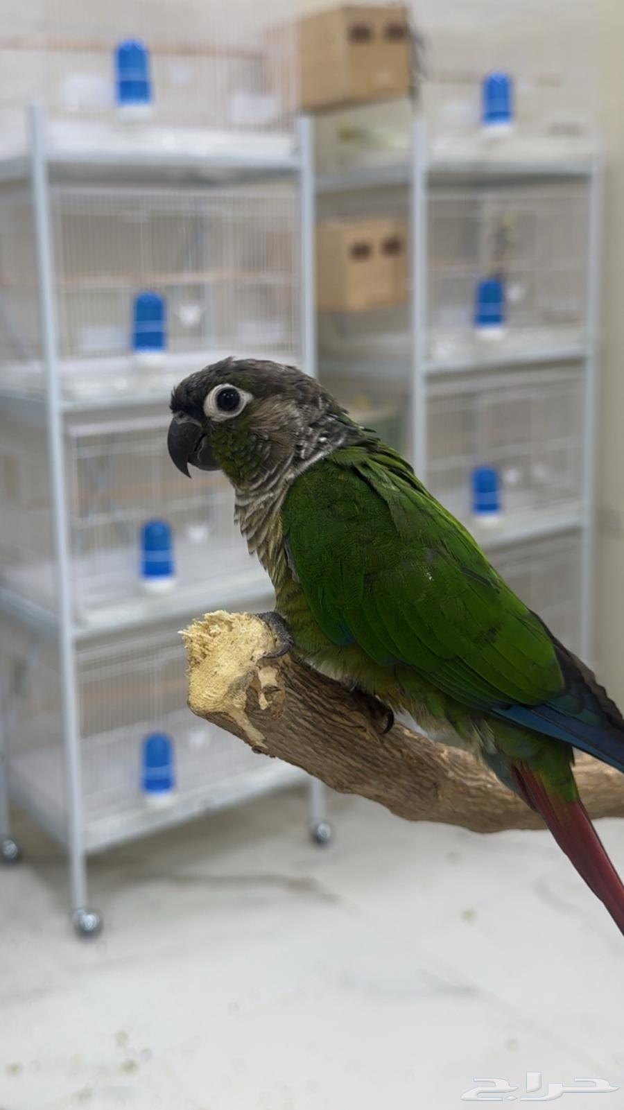 Handsome and Friendly Male Parrot, Tame and Affectionate (Includes Cage and Perch)64452983943938114