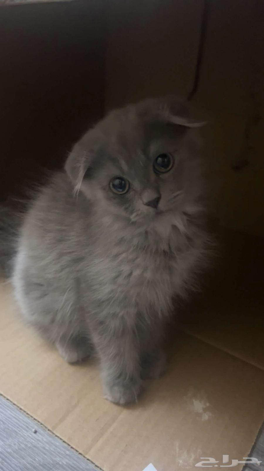 Scottish Fold Kitten for Sale64450838599681112