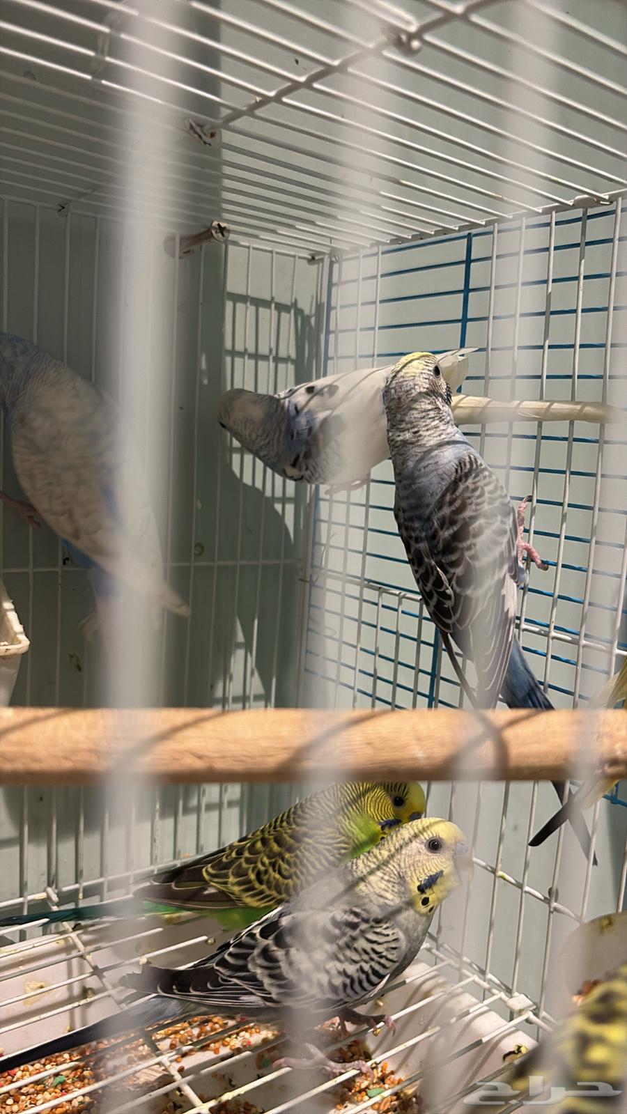 14 ذكر بادجي طيور الحب64454373477506114