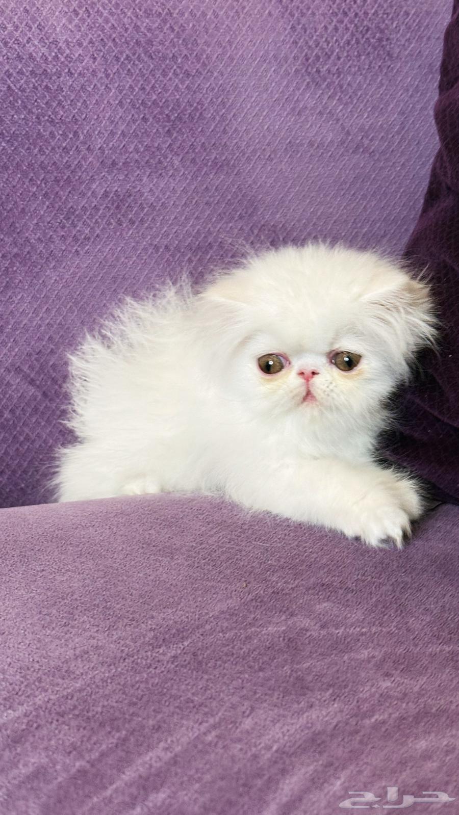 ذكر بيكي فيس بيرشن بيور64454591768451111