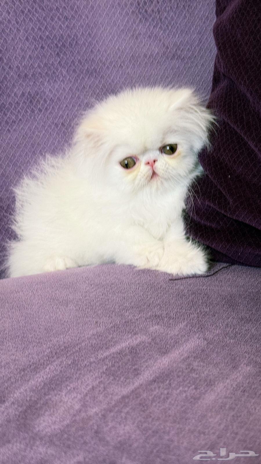 ذكر بيكي فيس بيرشن بيور64454591768451110