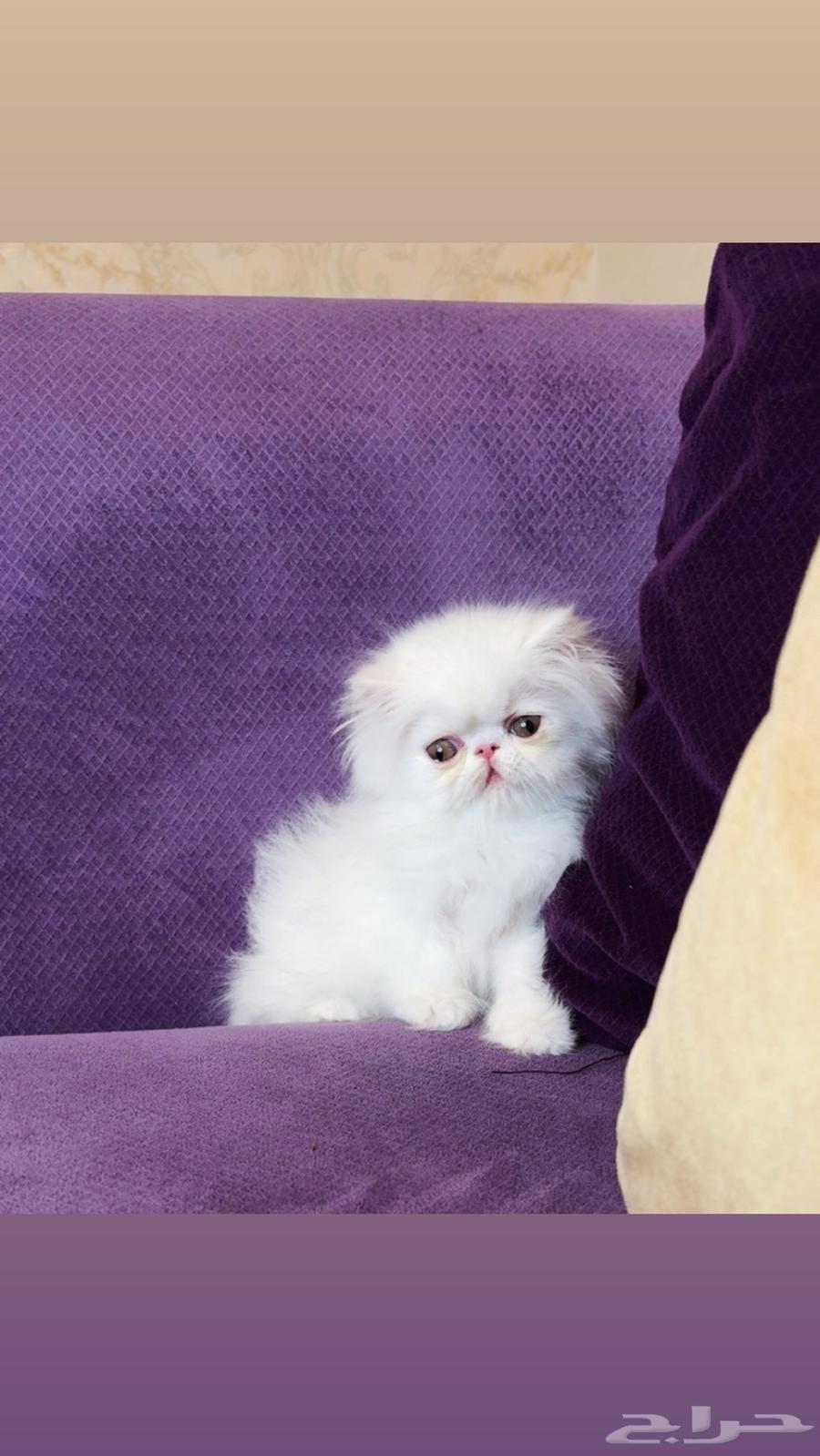 ذكر بيكي فيس بيرشن بيور64454591768451114