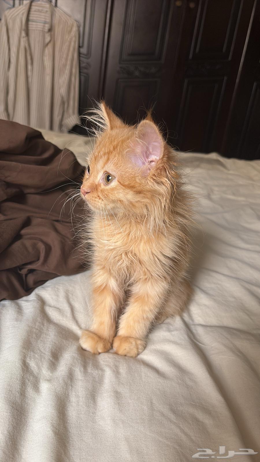 قط للبيع مع جميع اغراضه64452658069251110