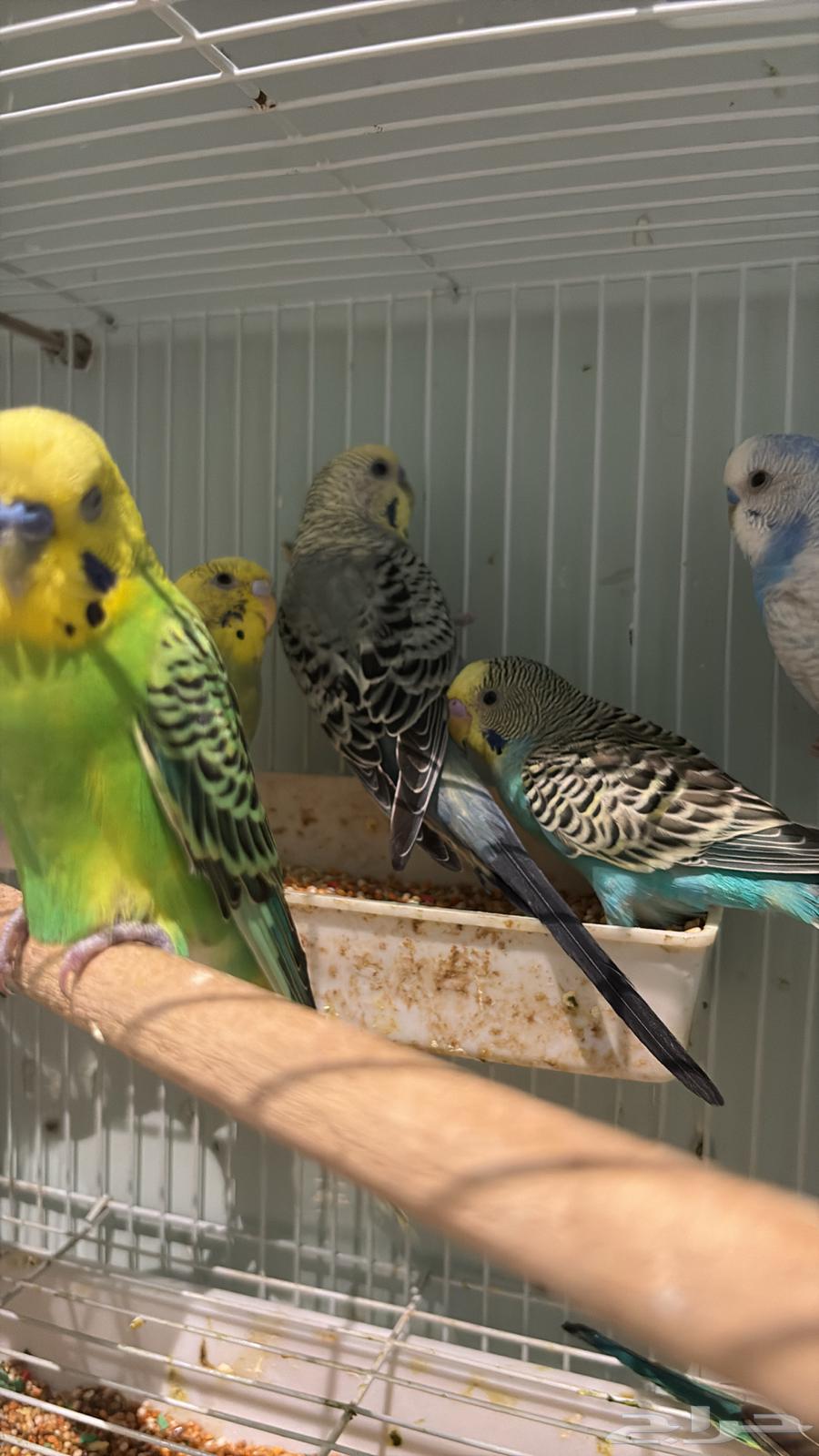 14 ذكر بادجي طيور الحب64454373477506113