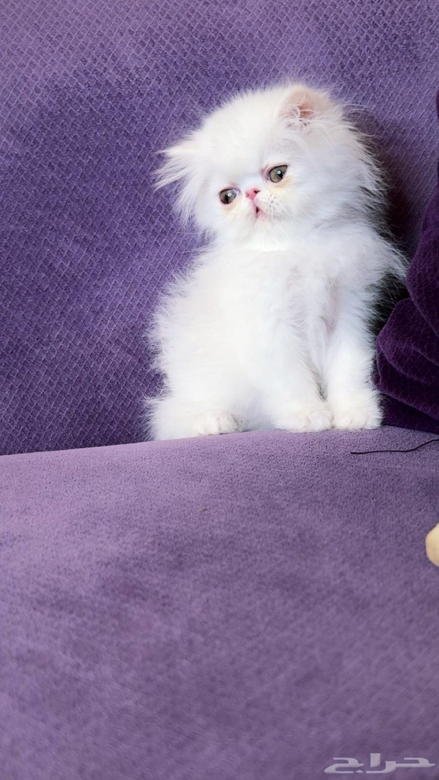 ذكر بيكي فيس بيرشن بيور64454591768451113