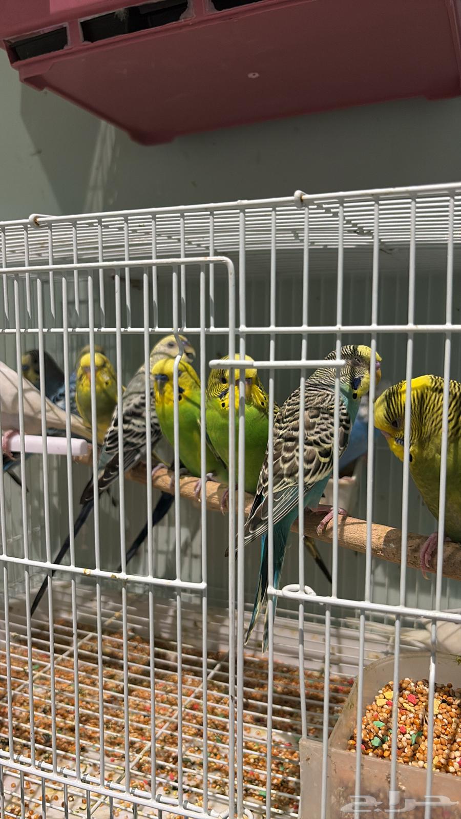 14 ذكر بادجي طيور الحب64454373477506111