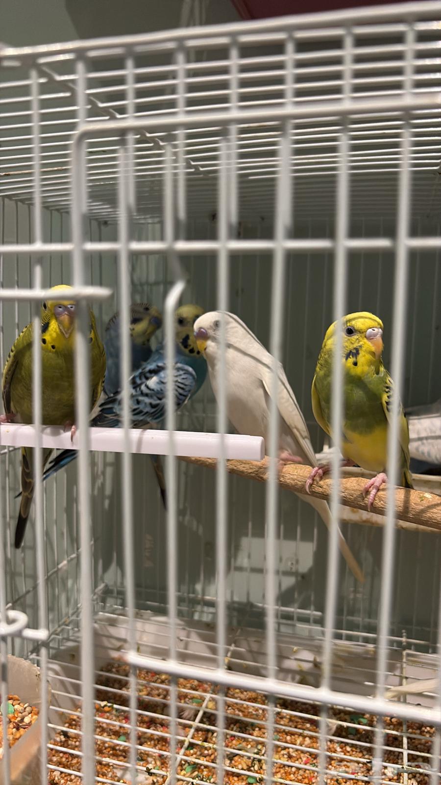 14 ذكر بادجي طيور الحب64454373477506112