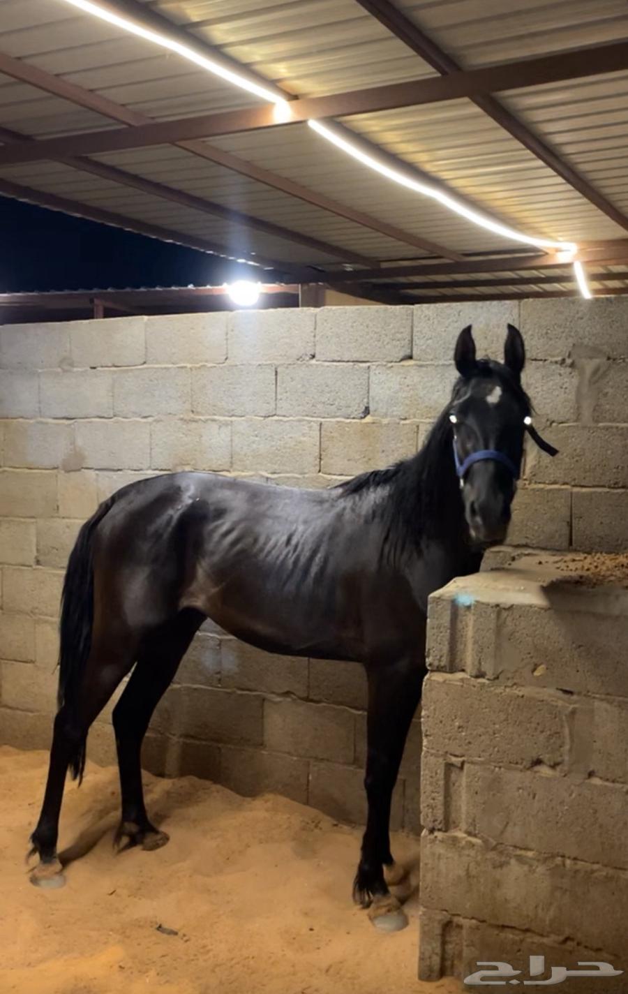 للبيع مهر ادهم تم البيع تم البيع64452415387907111