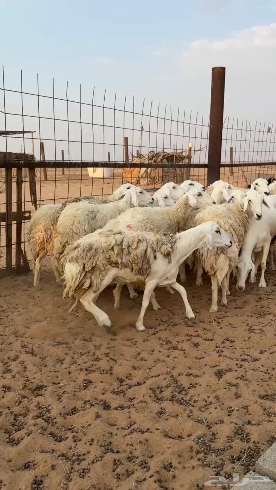 Sheep Harayat Dafei (Sold)64451659539587110