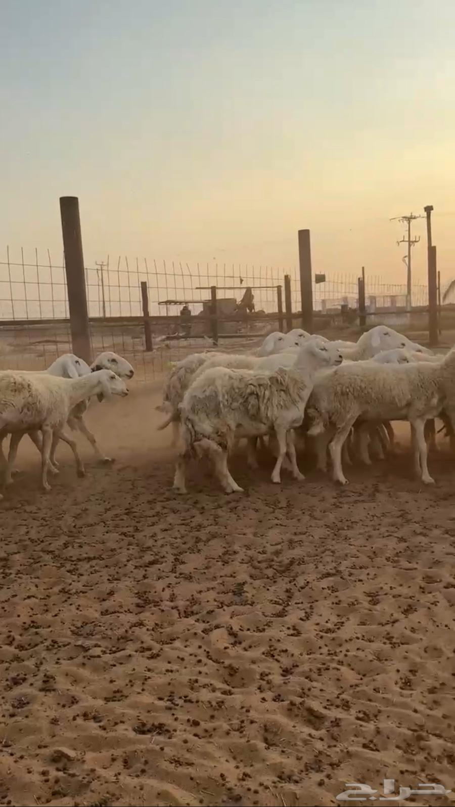 Sheep Harayat Dafei (Sold)64451659539587113