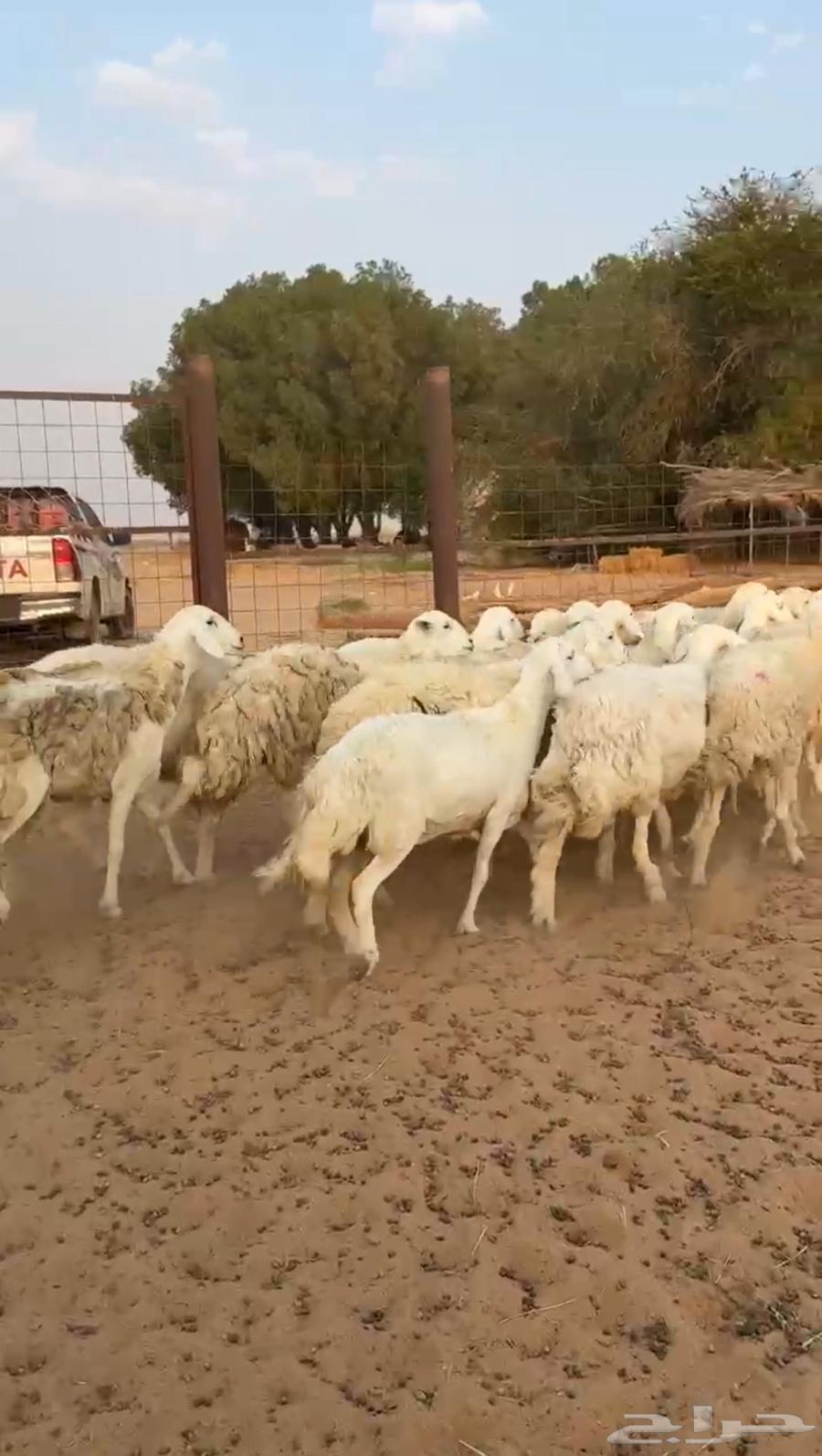 Sheep Harayat Dafei (Sold)64451659539587112