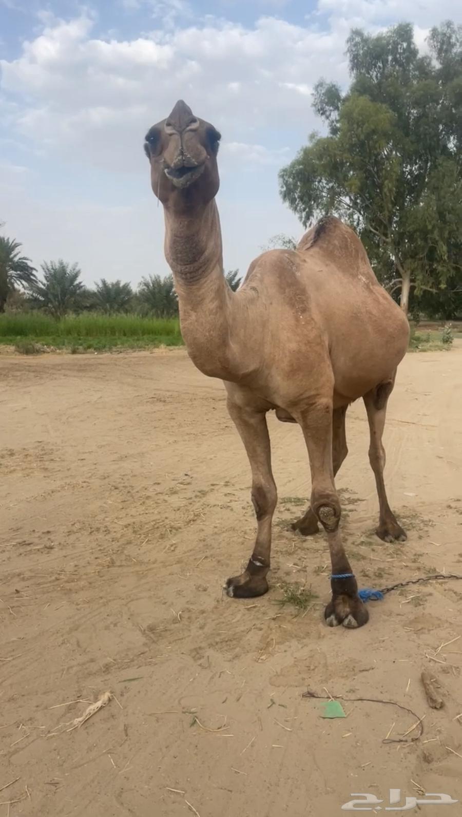 فحل اصفر طيب للبيع مشروط64456185663361110