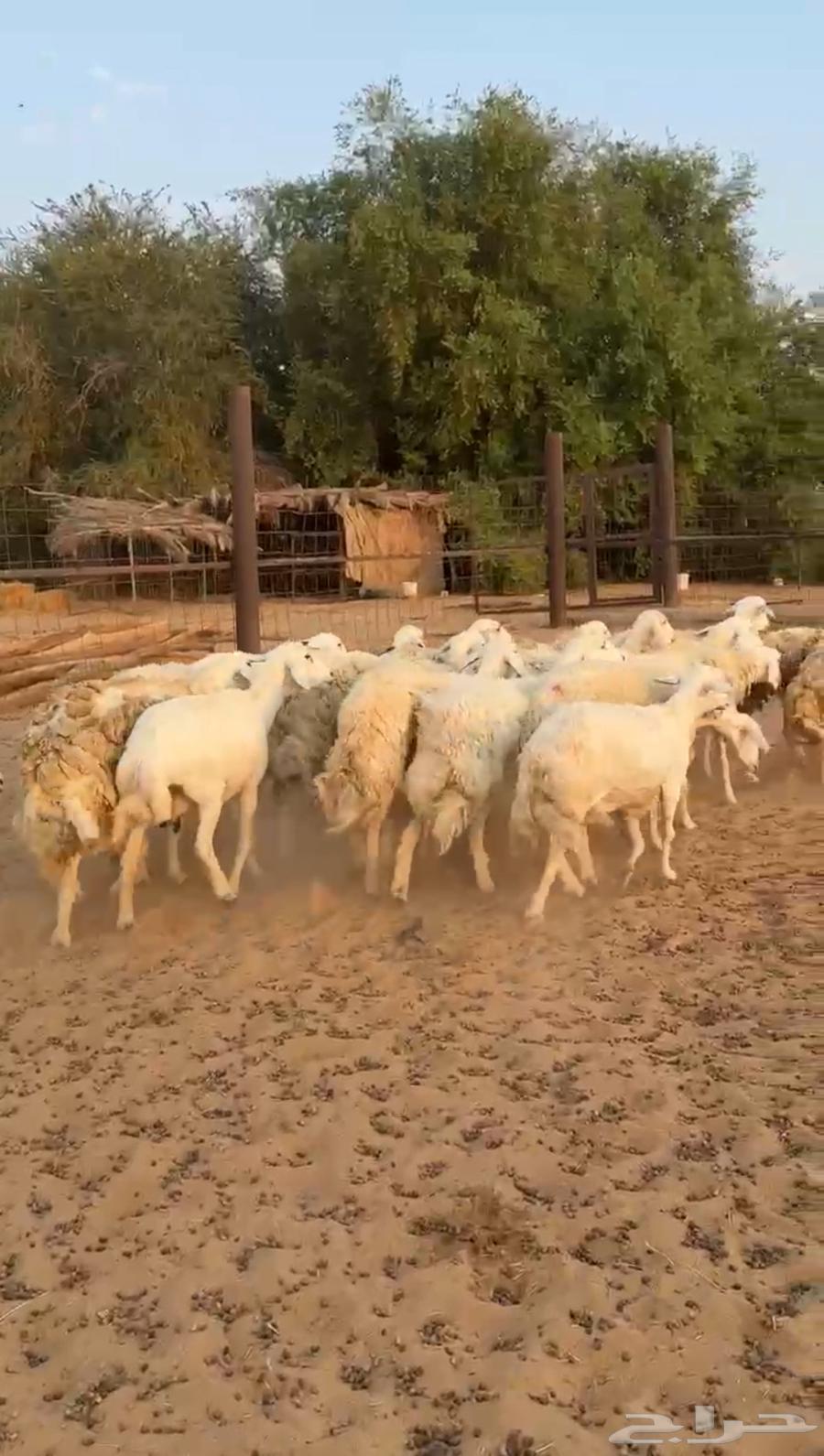 Sheep Harayat Dafei (Sold)64451659539587111