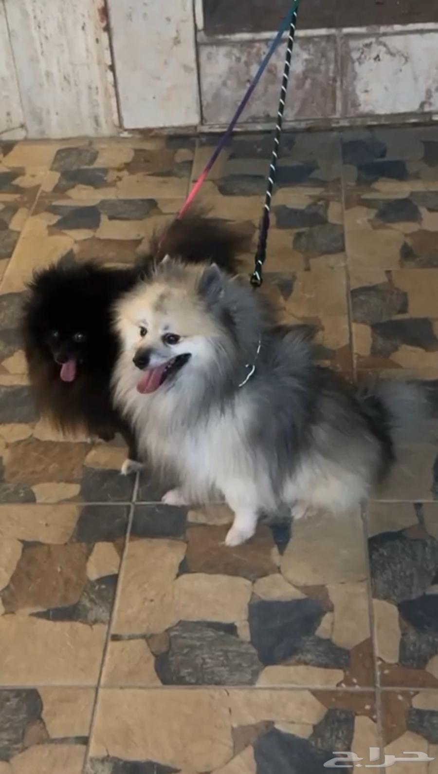 كلاب بومارينيان مستويات عاليه مستوردين من روسيا64452536219394110