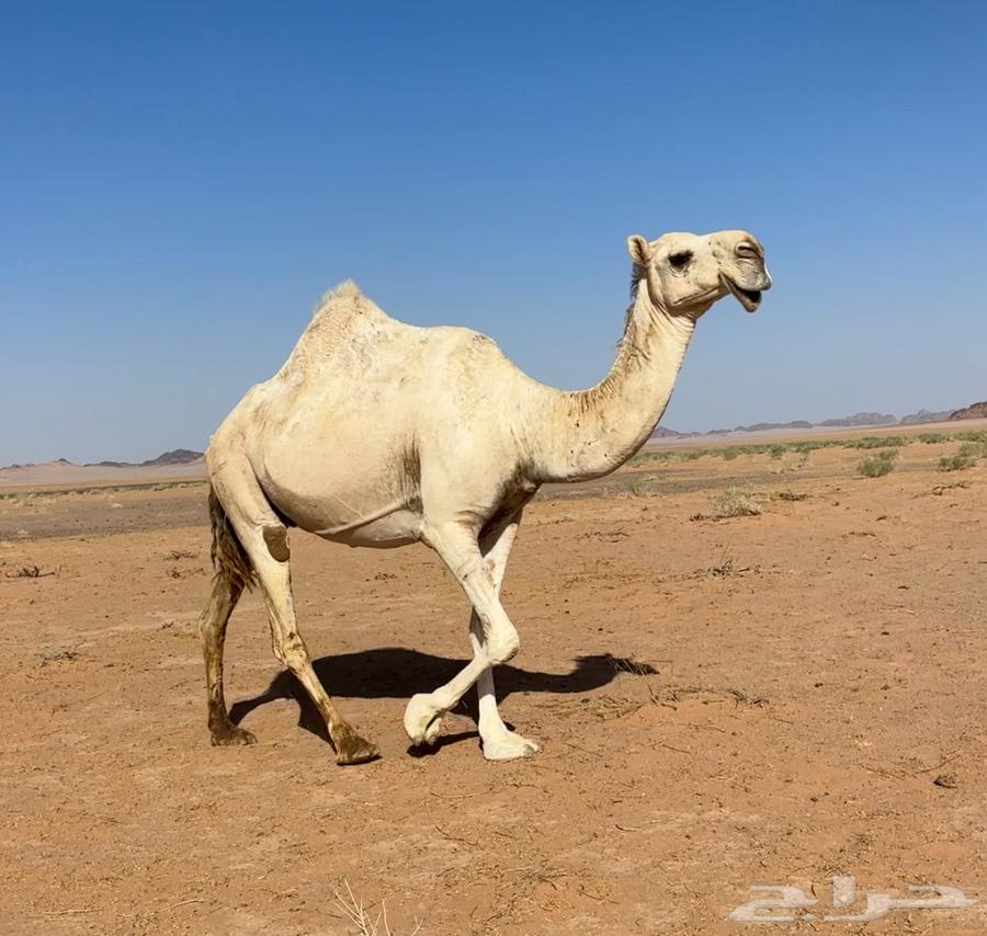 لقحتين وضريبتين64456116177666111