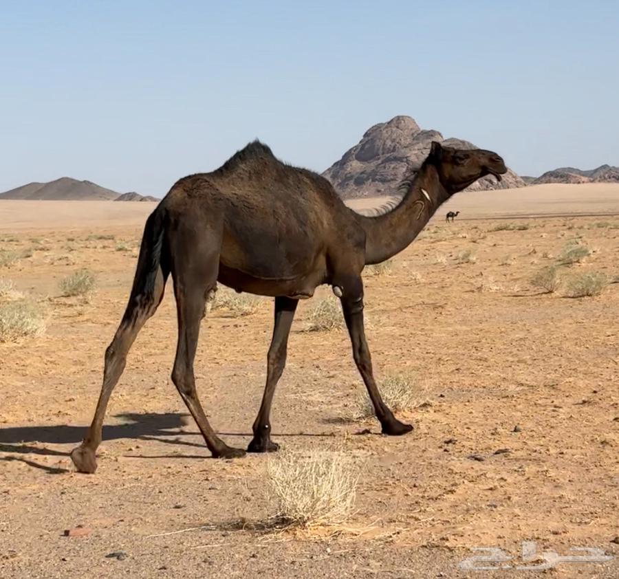 لقحتين وضريبتين64456116177666114