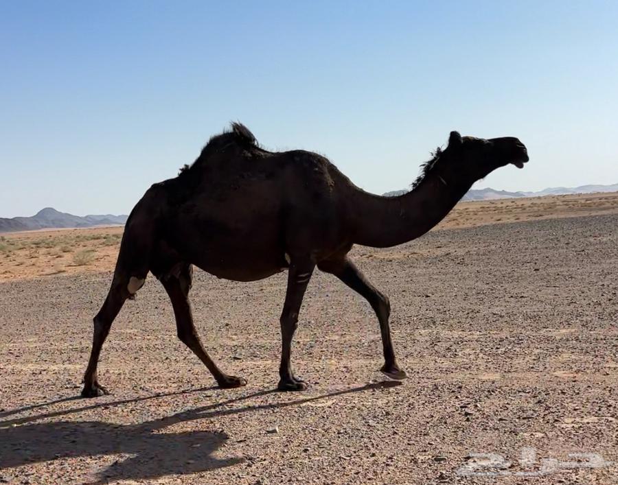 لقحتين وضريبتين64456116177666112