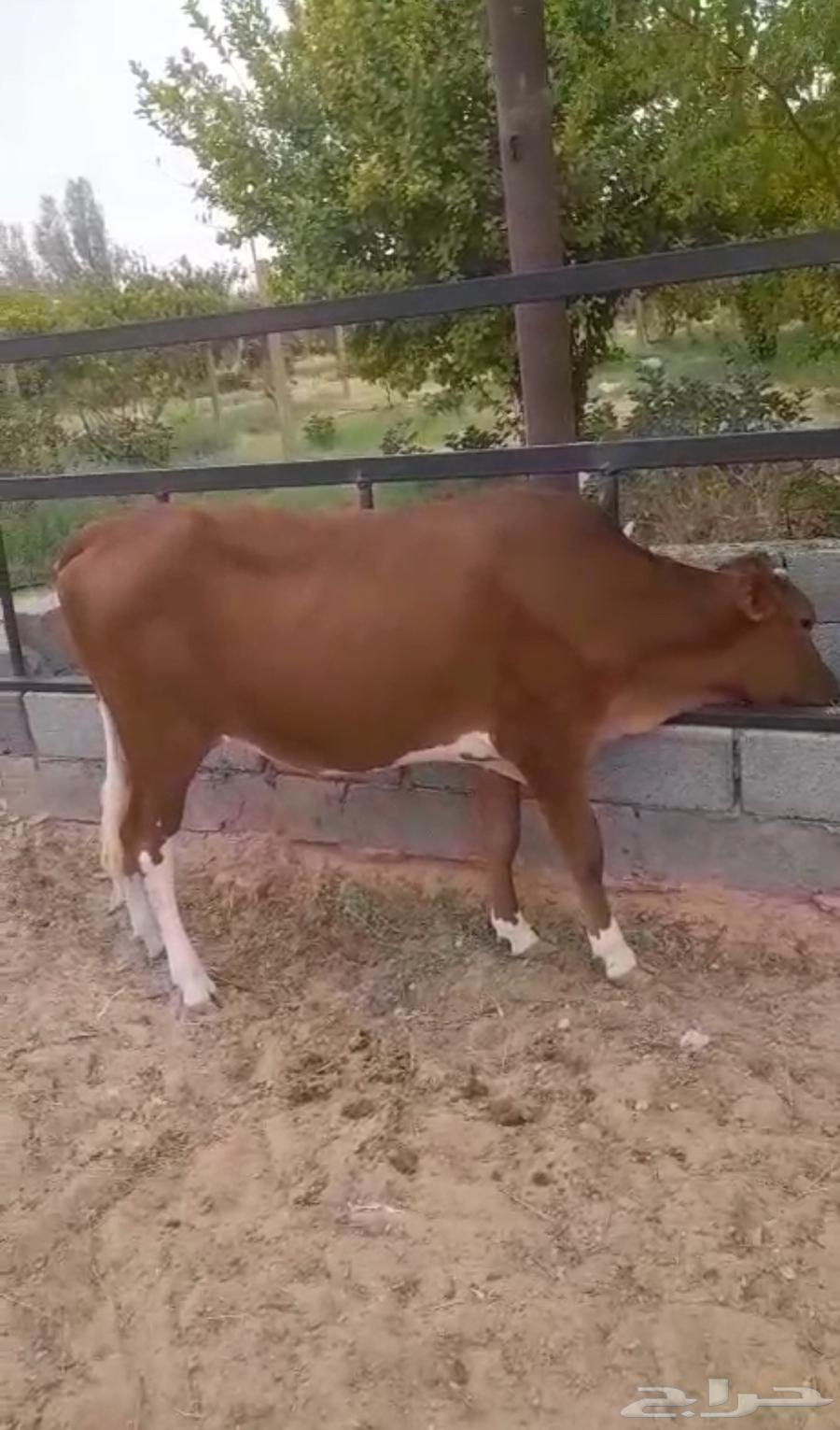 للبيع بقرة جيرسي64456940917505110