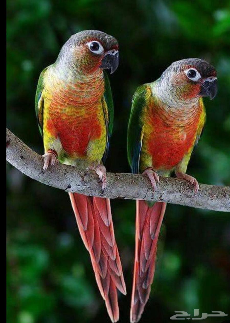 فرخ كنيور يلو سايد يقبل الغر بشرها64452401899138114