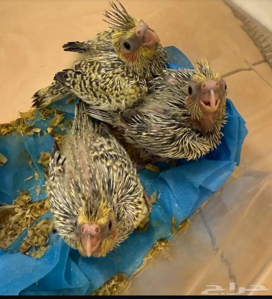 زوج كروان الانثى اليفه ومنتج للبدل64453847692547113