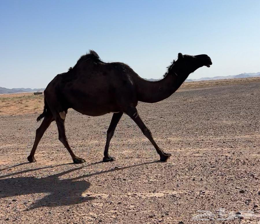 لقحتين وضريبتين64456116177666113