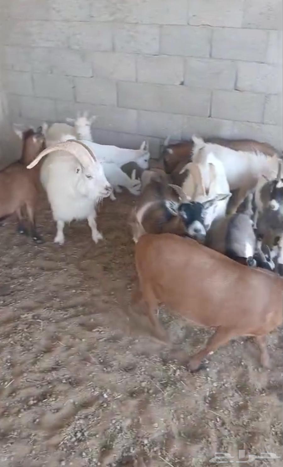 Dwarf goats (11 including some small females) (6 males) head at 235064453972031875111