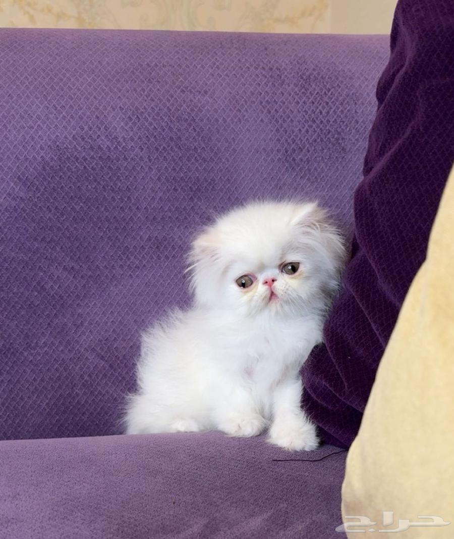 ذكر بيكي فيس بيرشن بيور64454591768451112