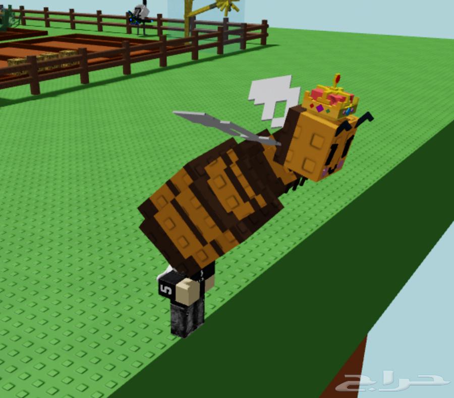 كتسوني احمر   ملكة نحل رينبو   دراقون فلاي   4 سكواتليون64453147593603112