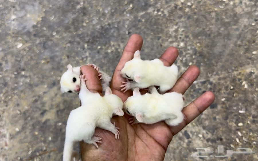 السنجاب الطائر .. شوقر قلايدر64450593395842113