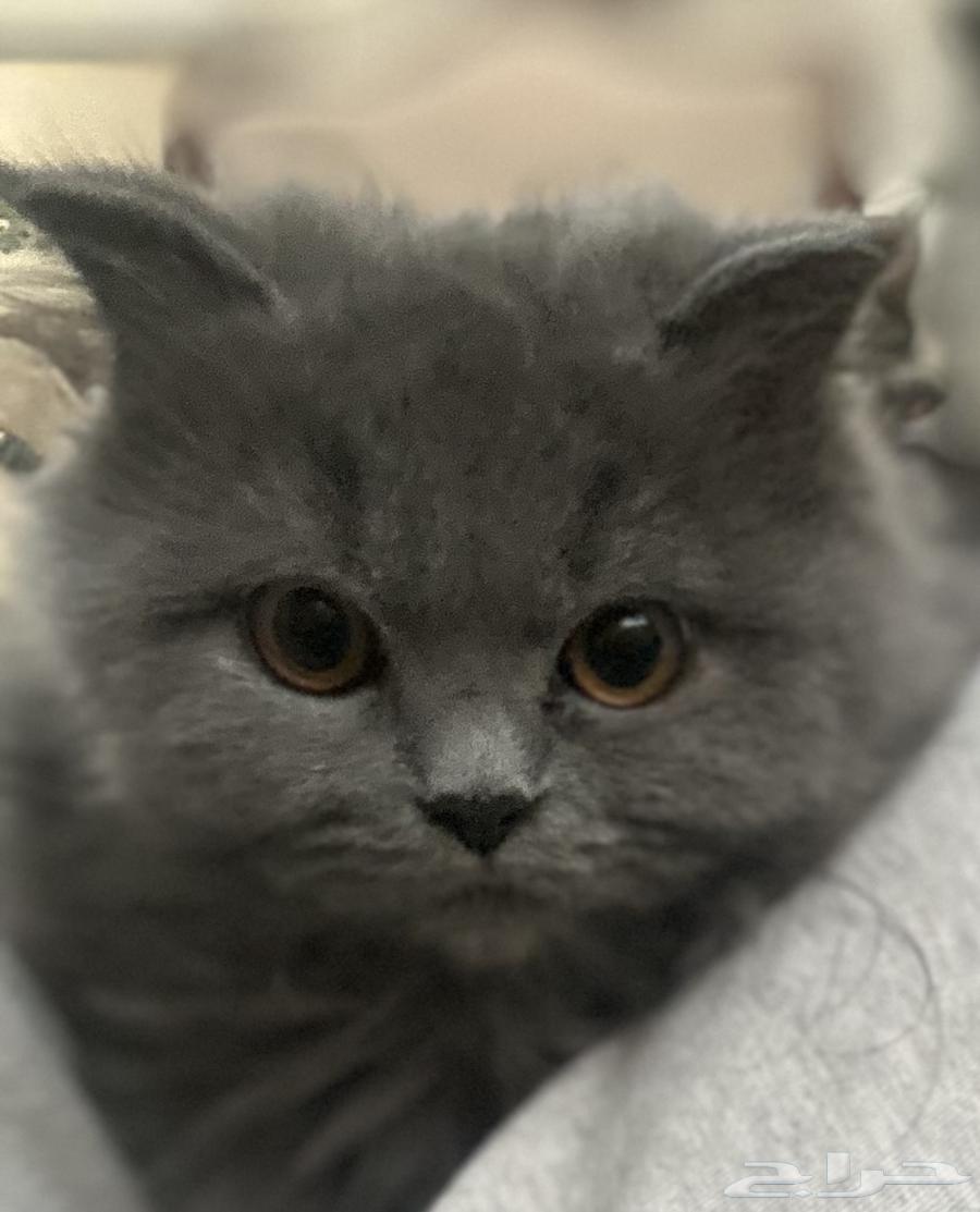 قط شيرازي للبيع64454523006849112
