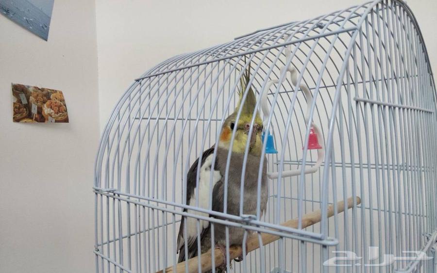 5-month-old domesticated crow bird, price 300﷼ with its food64454950186883110