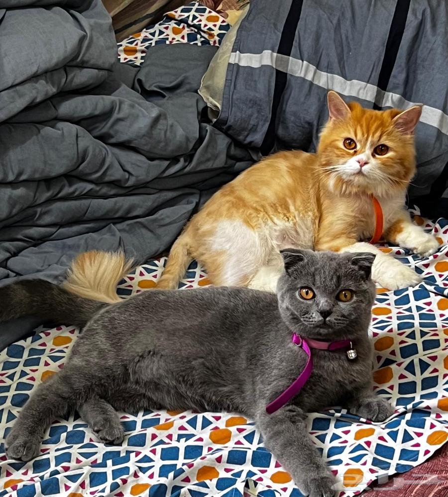 قطط للبيع64450299052546110