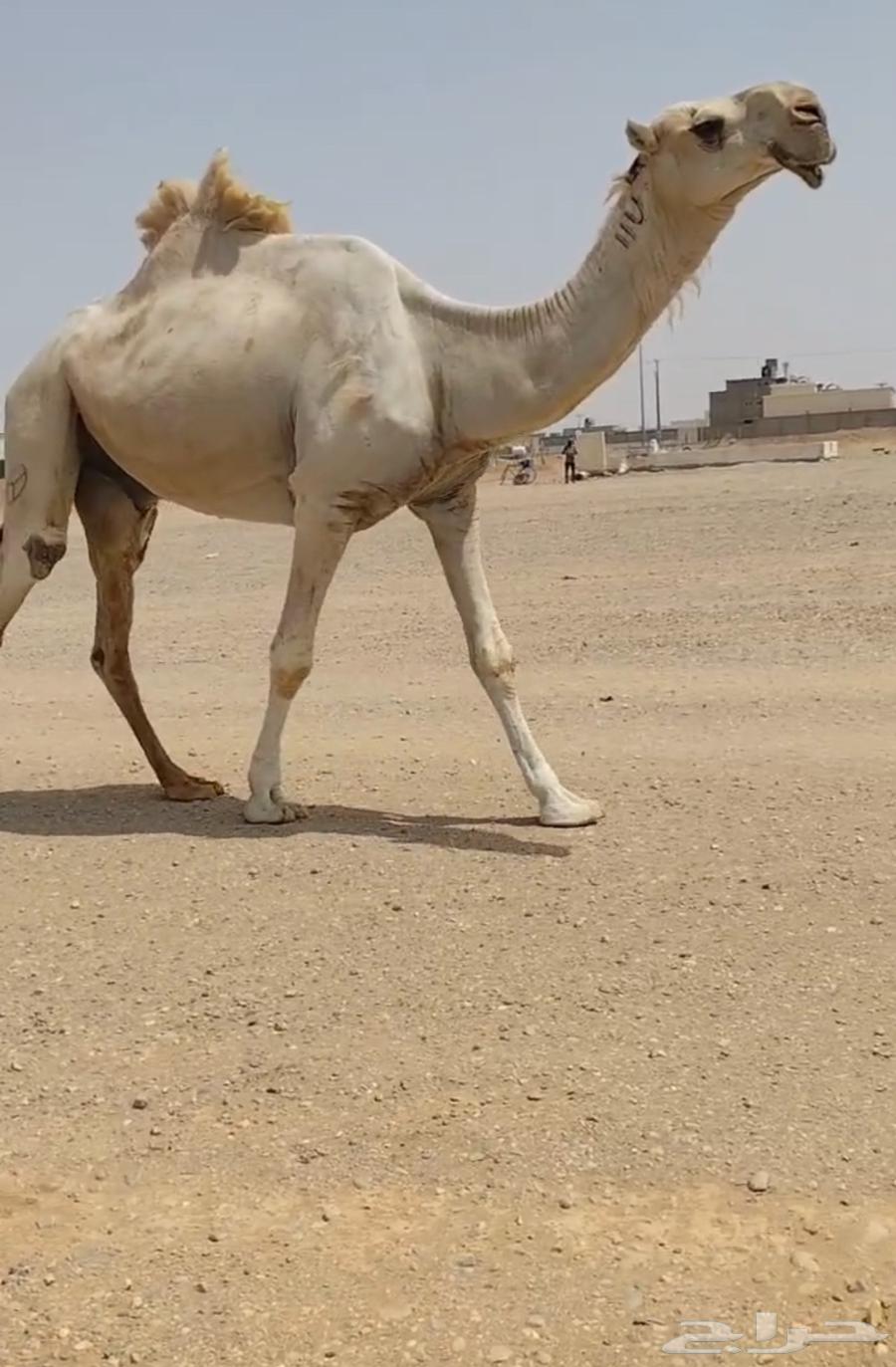 للبيع فحل طيب64453448298753110