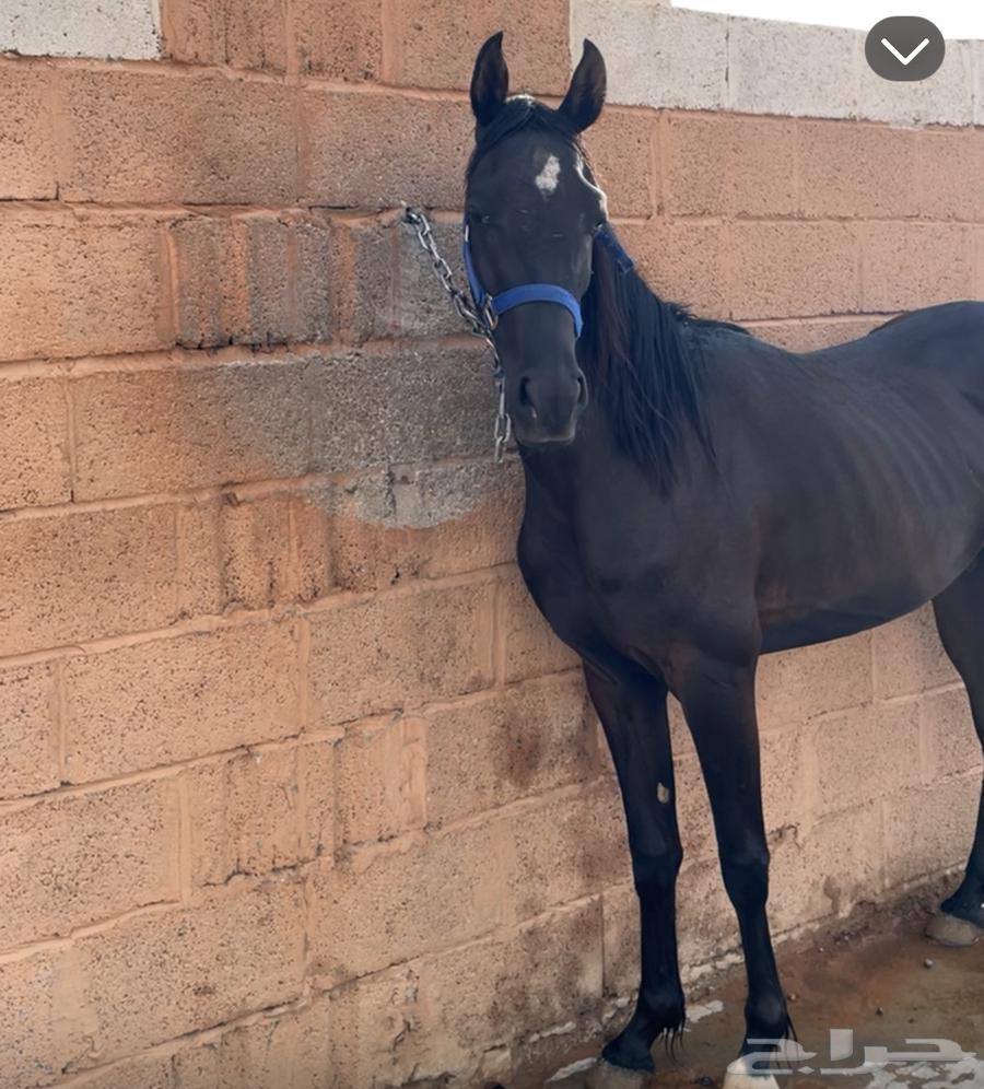 للبيع مهر ادهم تم البيع تم البيع64452415387907110