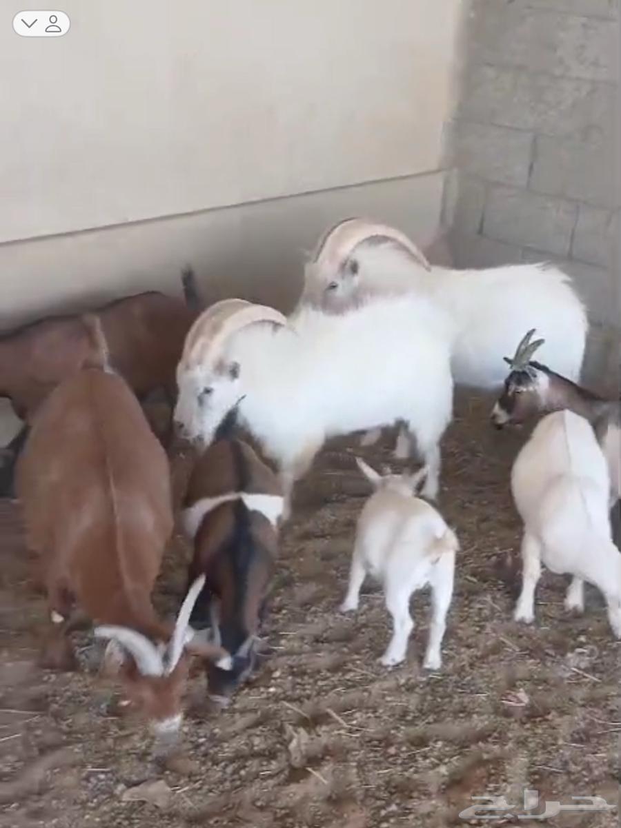 Dwarf goats (11 including some small females) (6 males) head at 235064453972031875110