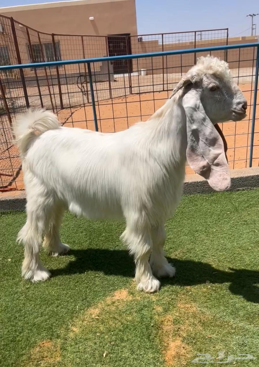 تيس عارضي فحل ابيض صنف نادر خصم تم البيع64452347483905110